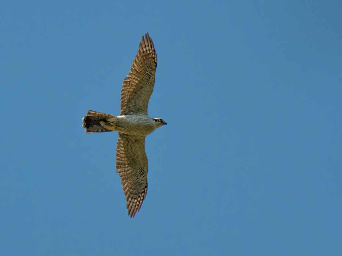 Eurasian Goshawk - Ritesh Dighe