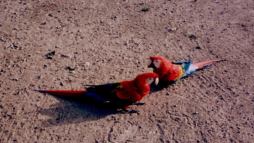 Scarlet Macaw - ML30516441