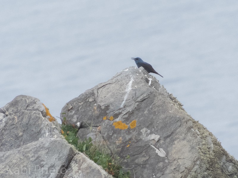 Blue Rock-Thrush - ML305164611