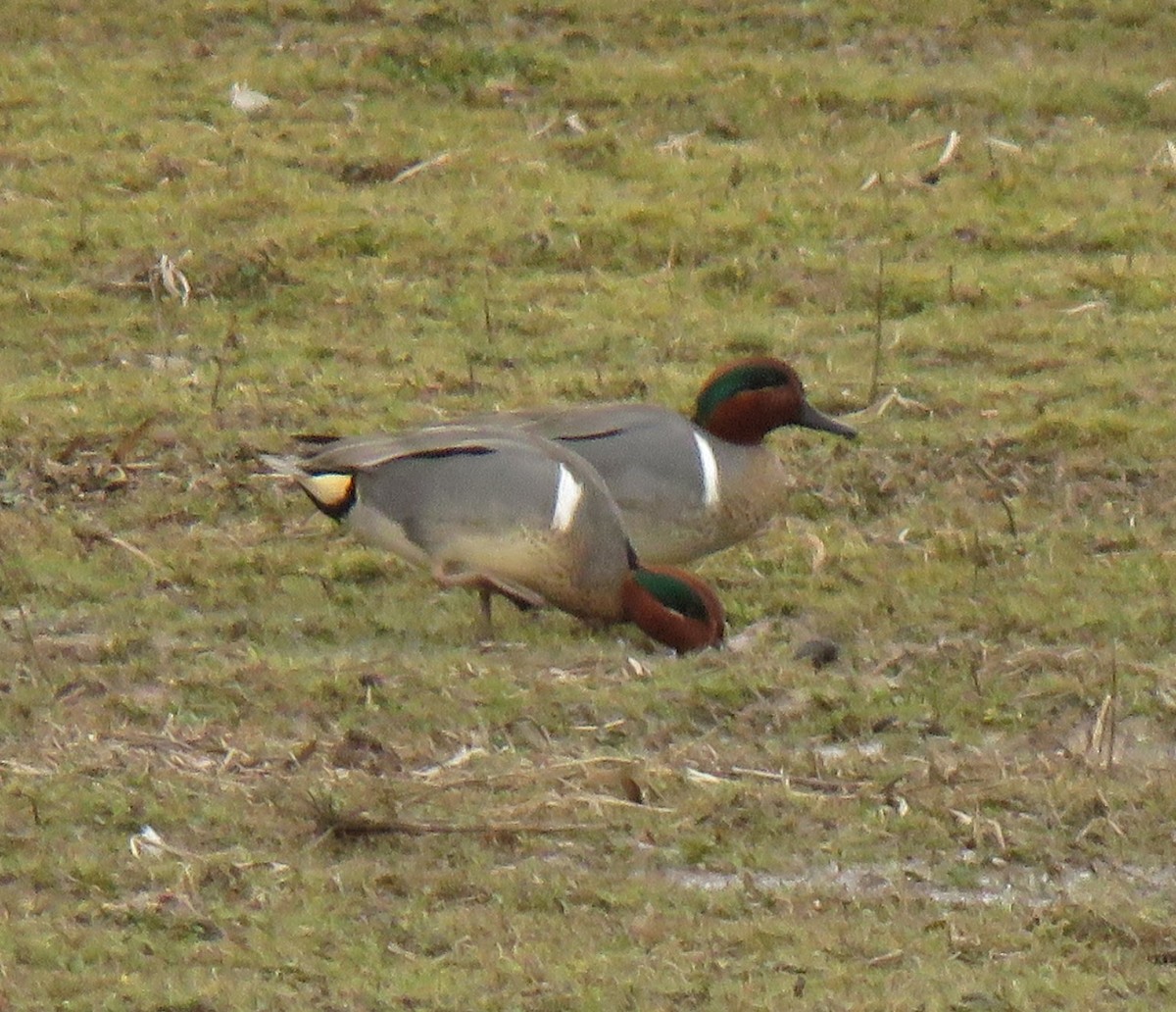 Green-winged Teal - ML305165281