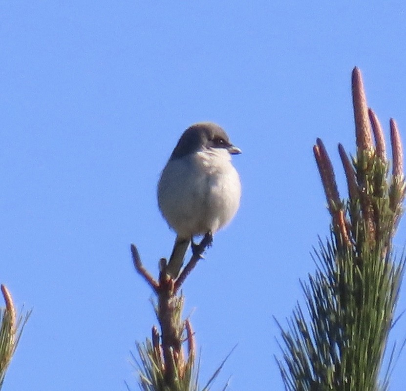 Loggerhead Shrike - ML305165311