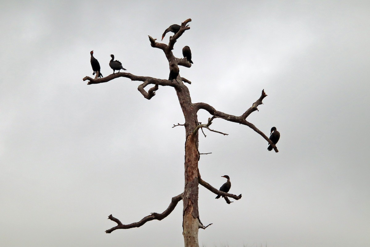 Double-crested Cormorant - Pat Mulligan