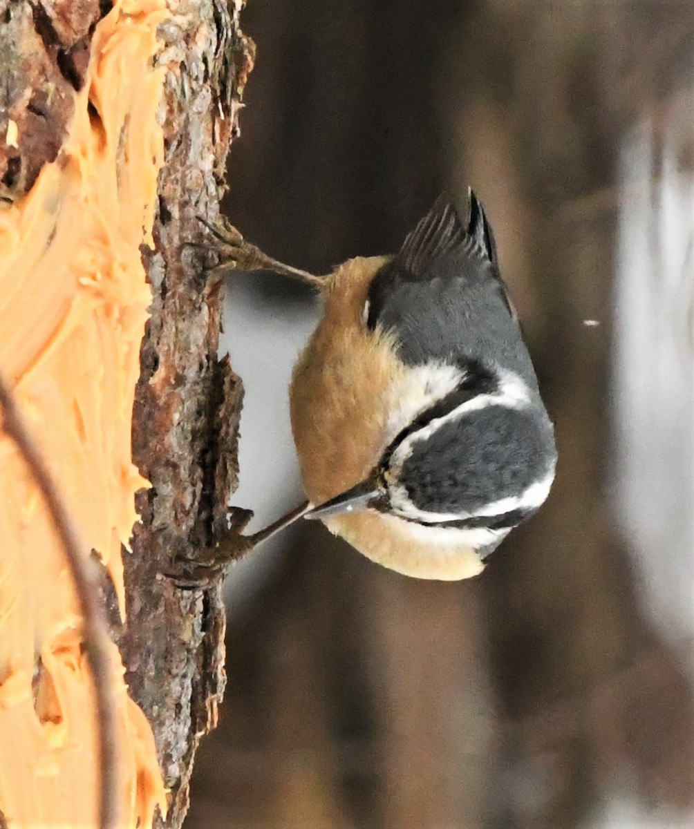 Red-breasted Nuthatch - ML305165651