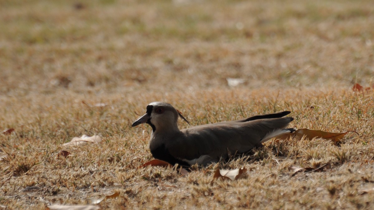 Southern Lapwing - ML30516601