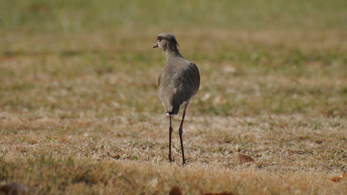 Southern Lapwing - Diana Flora Padron Novoa