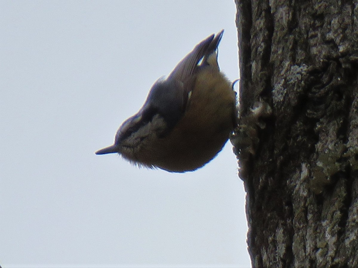 Red-breasted Nuthatch - ML305166381