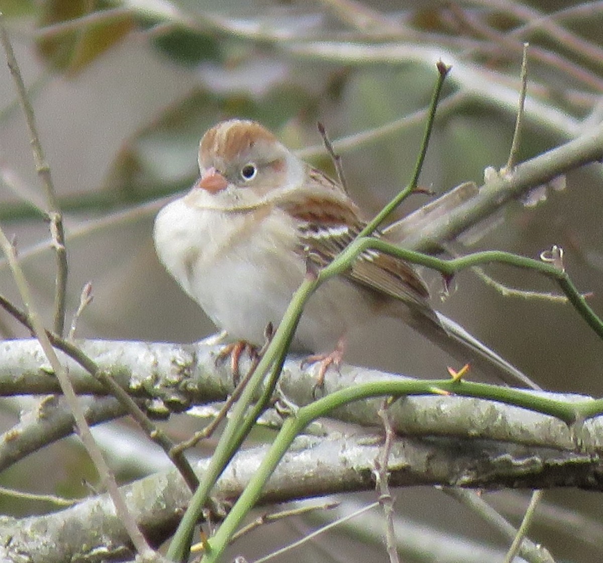 Field Sparrow - ML305166601