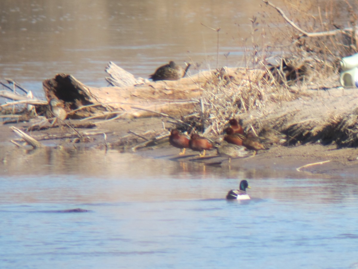 Cinnamon Teal - Ed Conrad