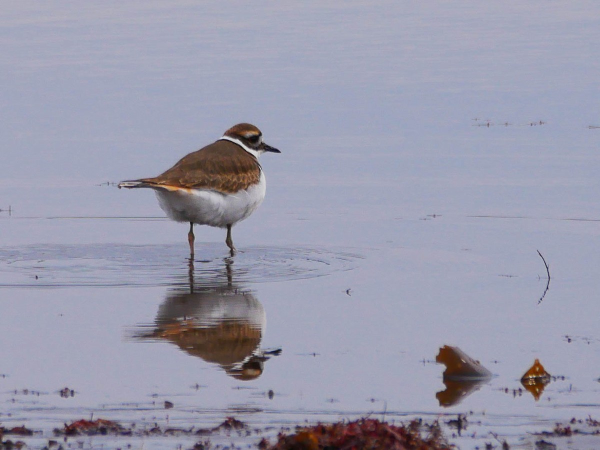 Killdeer - ML305169071