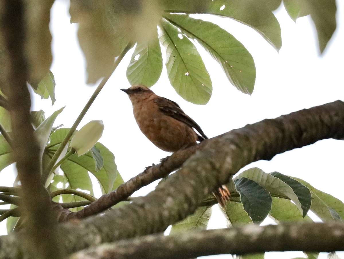 Chalk-browed Mockingbird - ML305170621