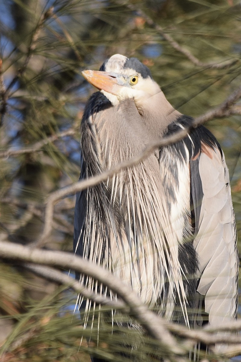 Great Blue Heron - Carolyn Harris