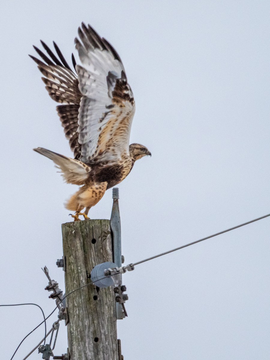 Rough-legged Hawk - Jason Carlson