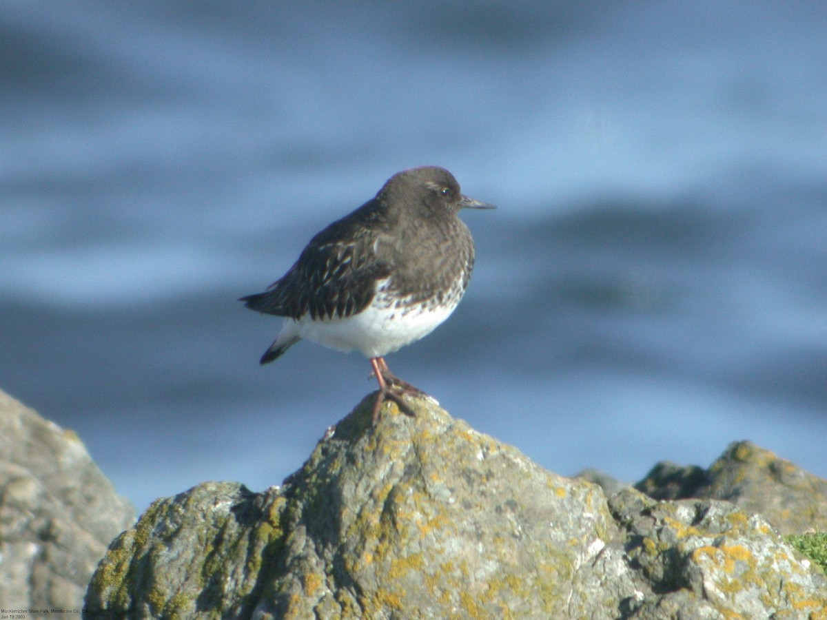 Black Turnstone - ML305171001