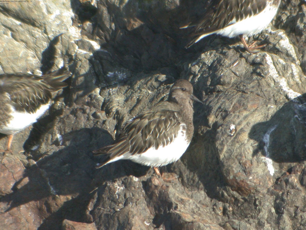 Black Turnstone - ML305171021