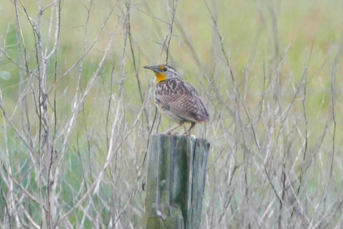 Western Meadowlark - ML30517131