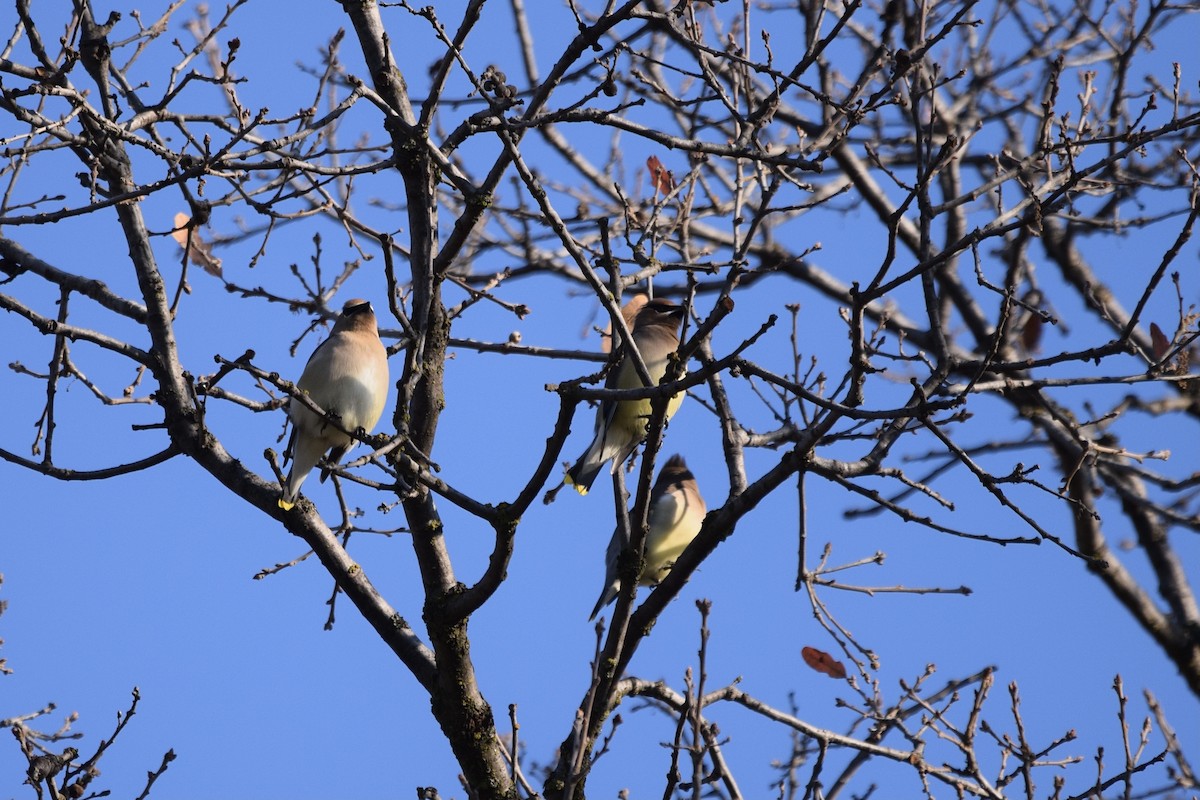 Cedar Waxwing - ML305171431