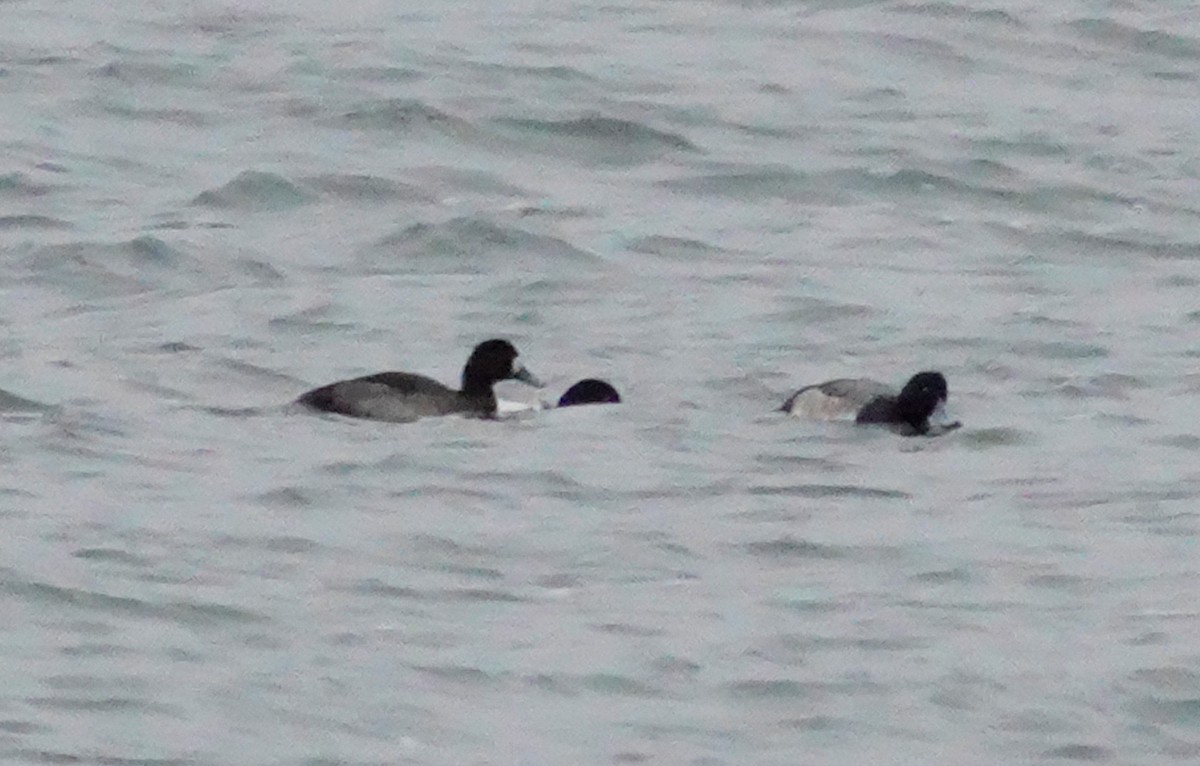 Greater Scaup - ML305172081