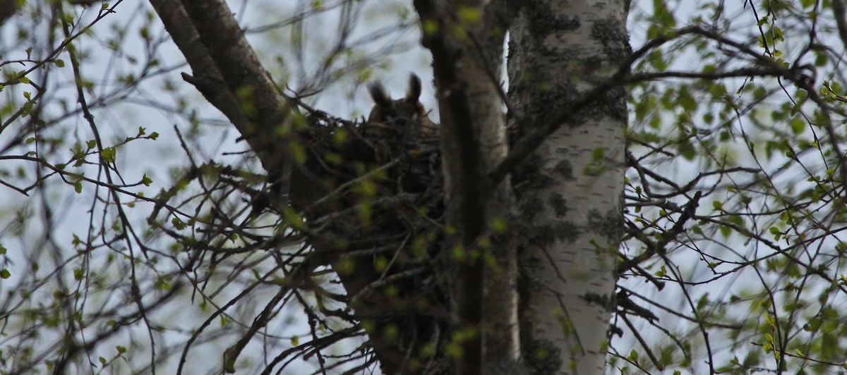 Long-eared Owl - ML305172721