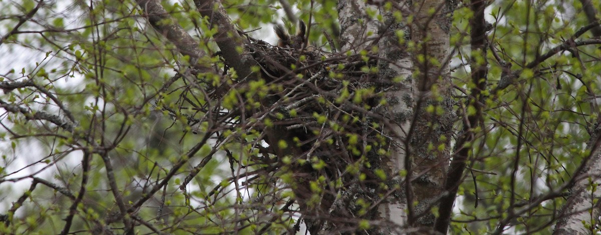 Long-eared Owl - ML305172991