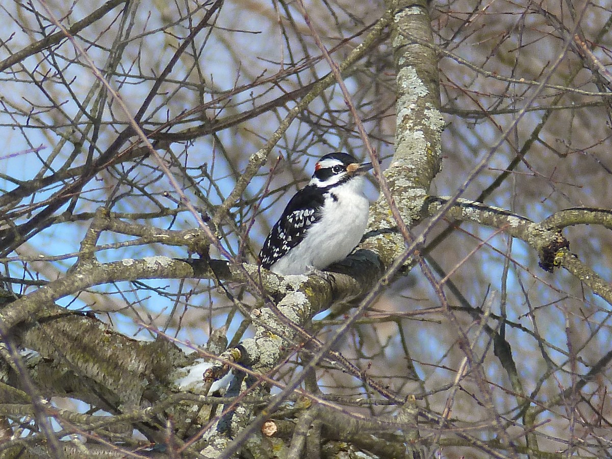 Hairy Woodpecker - ML305173311