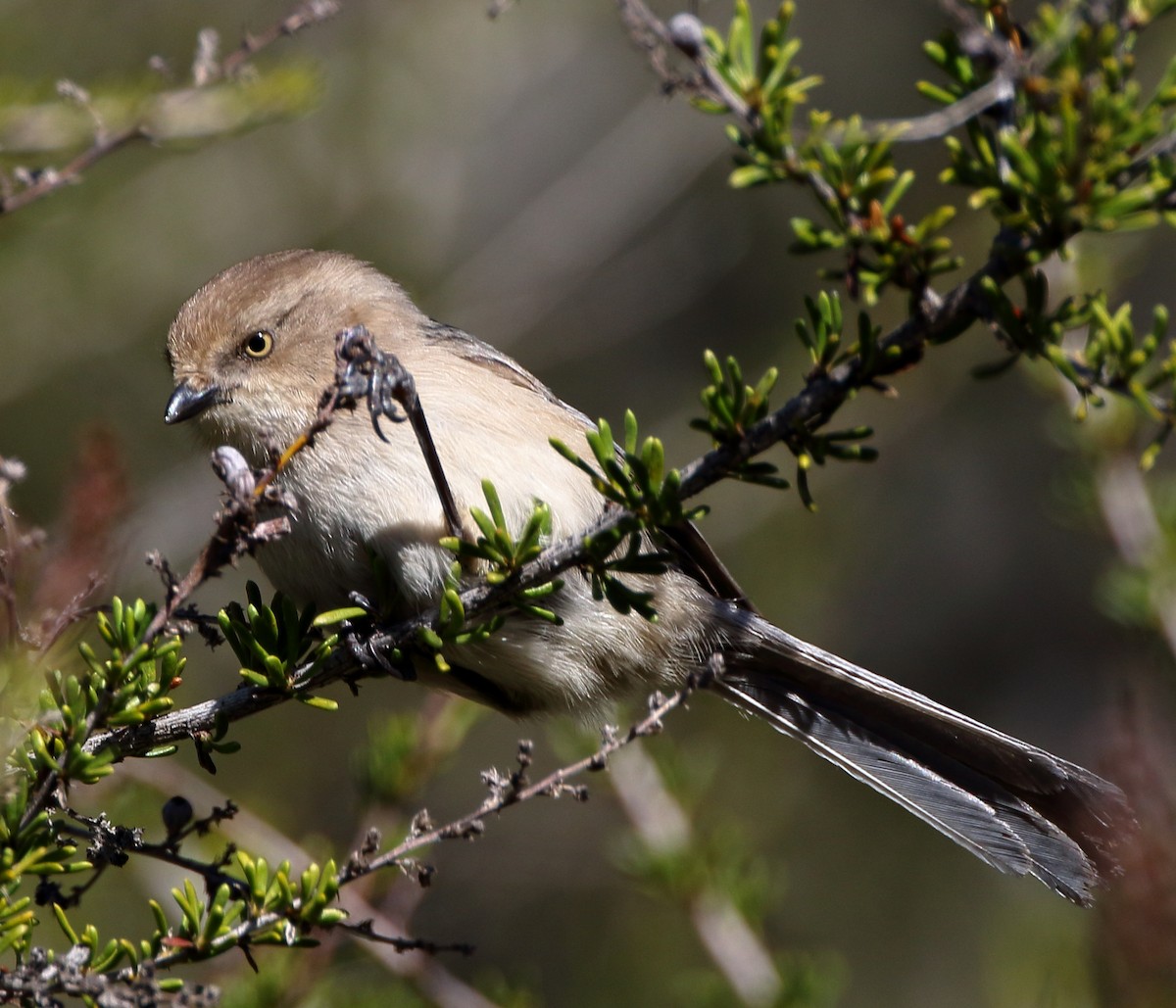 Bushtit - Kent Leland