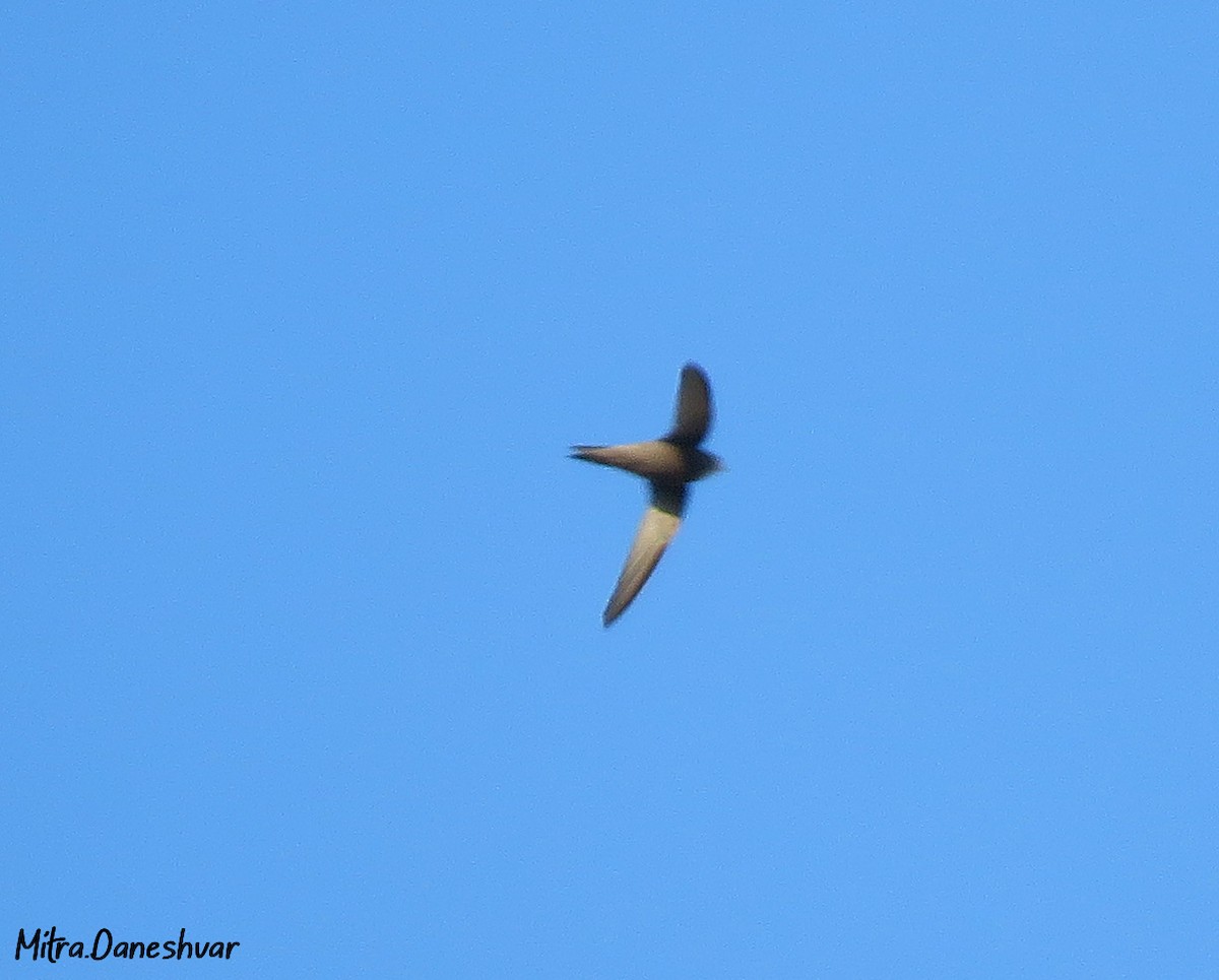 Pallid Swift - ML305174611