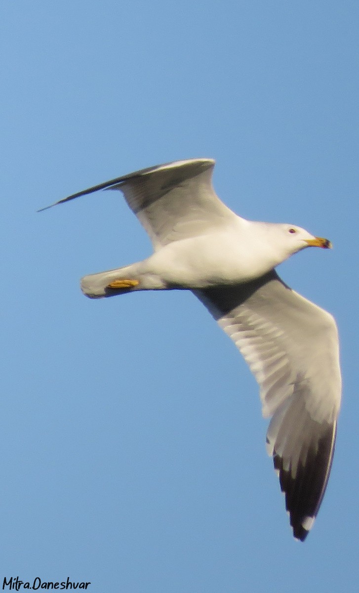 Armenian Gull - ML305175781