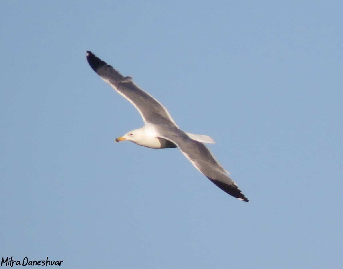 Armenian Gull - Mitra Daneshvar