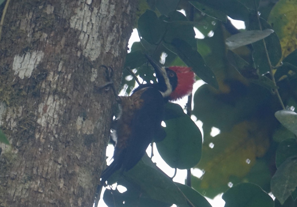 Powerful Woodpecker - ML305180171