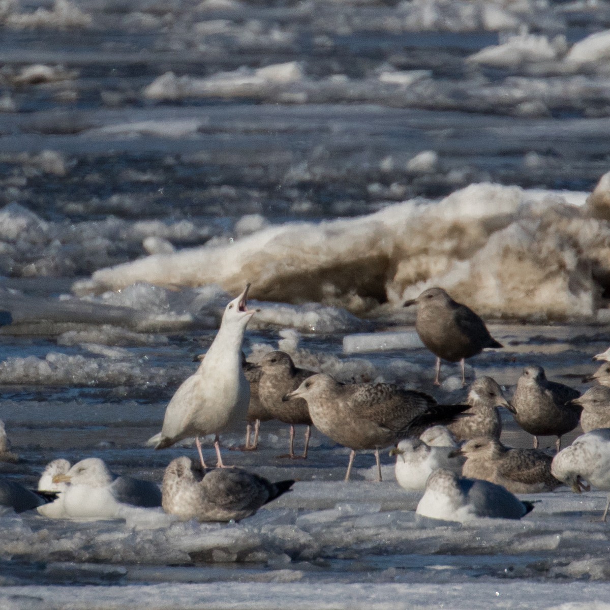 Glaucous Gull - ML305181011