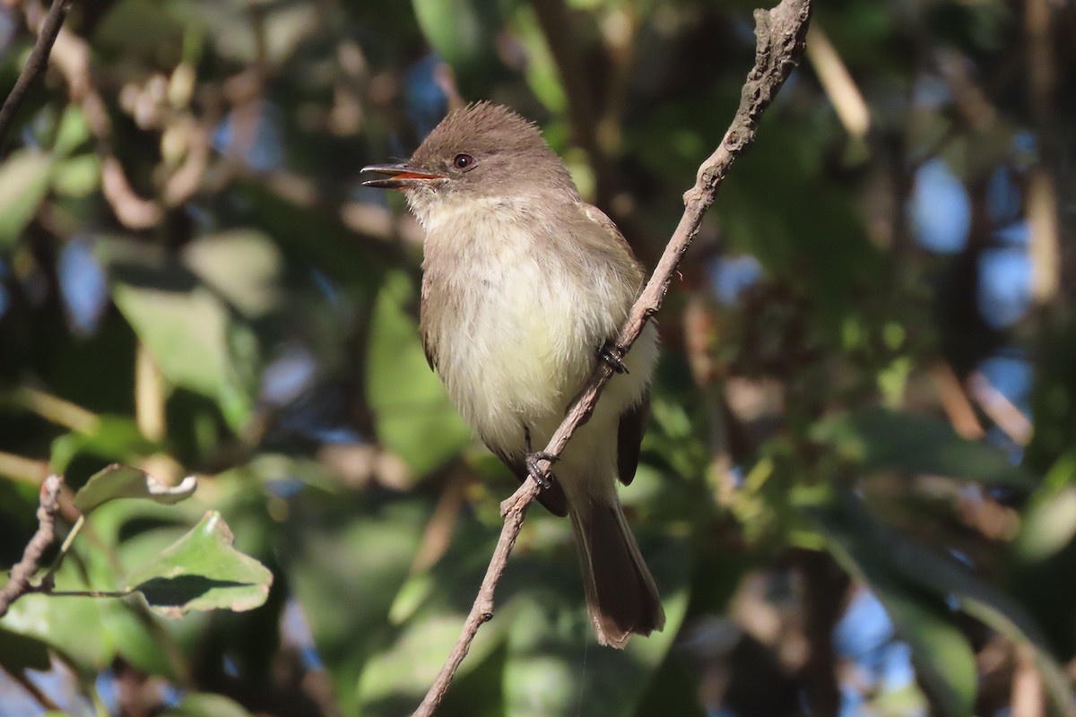 Eastern Phoebe - Annamaria Savarino