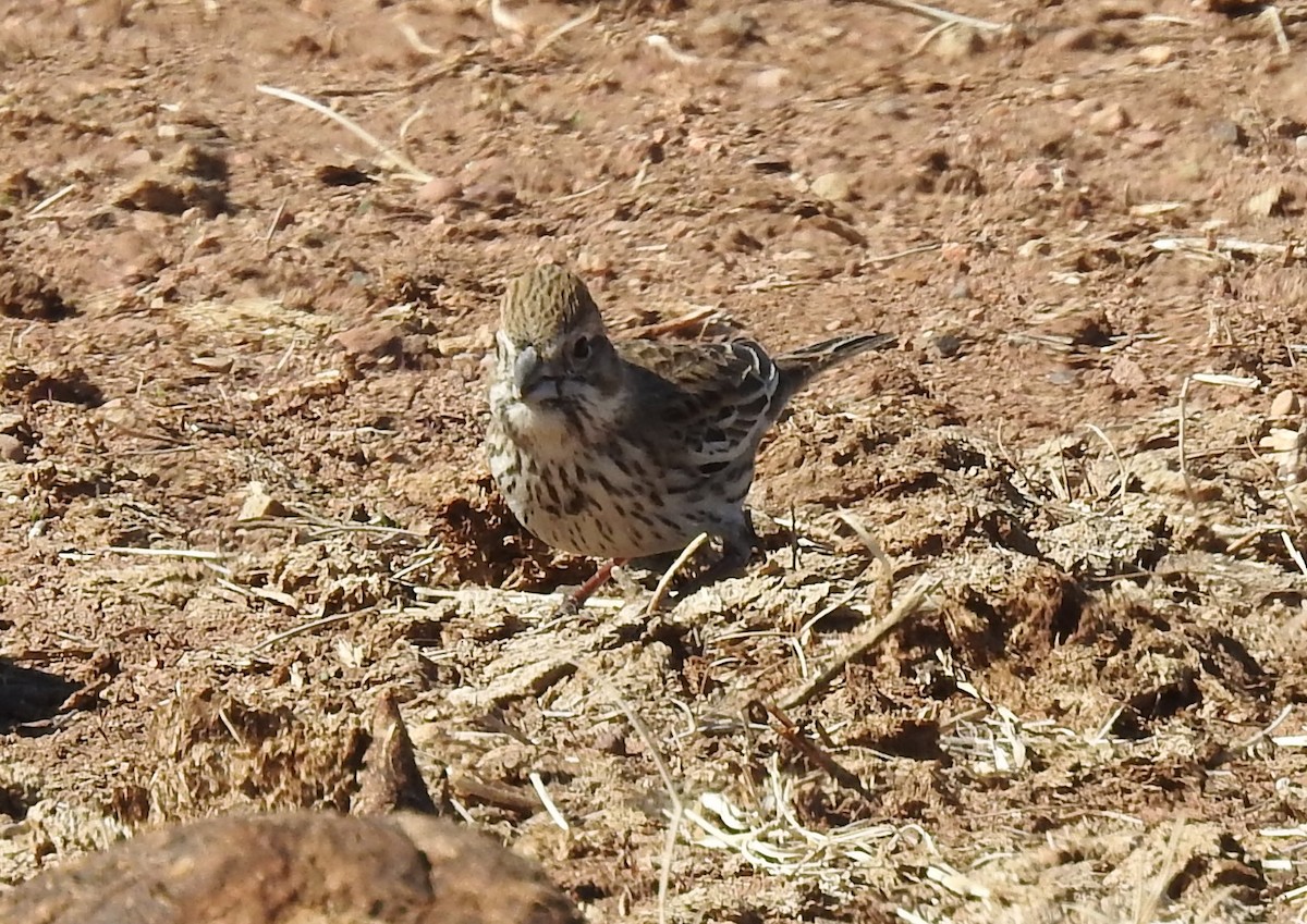 Chingolo Albinegro - ML305182911