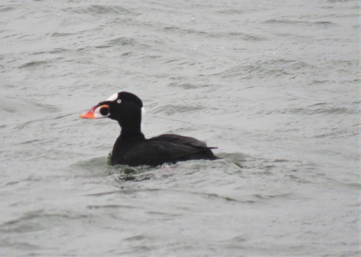 Surf Scoter - ML305183161