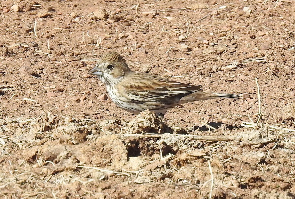 Lark Bunting - Steve Hosmer