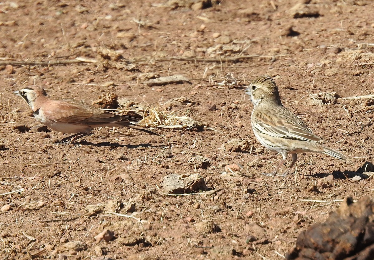 Lark Bunting - ML305183251