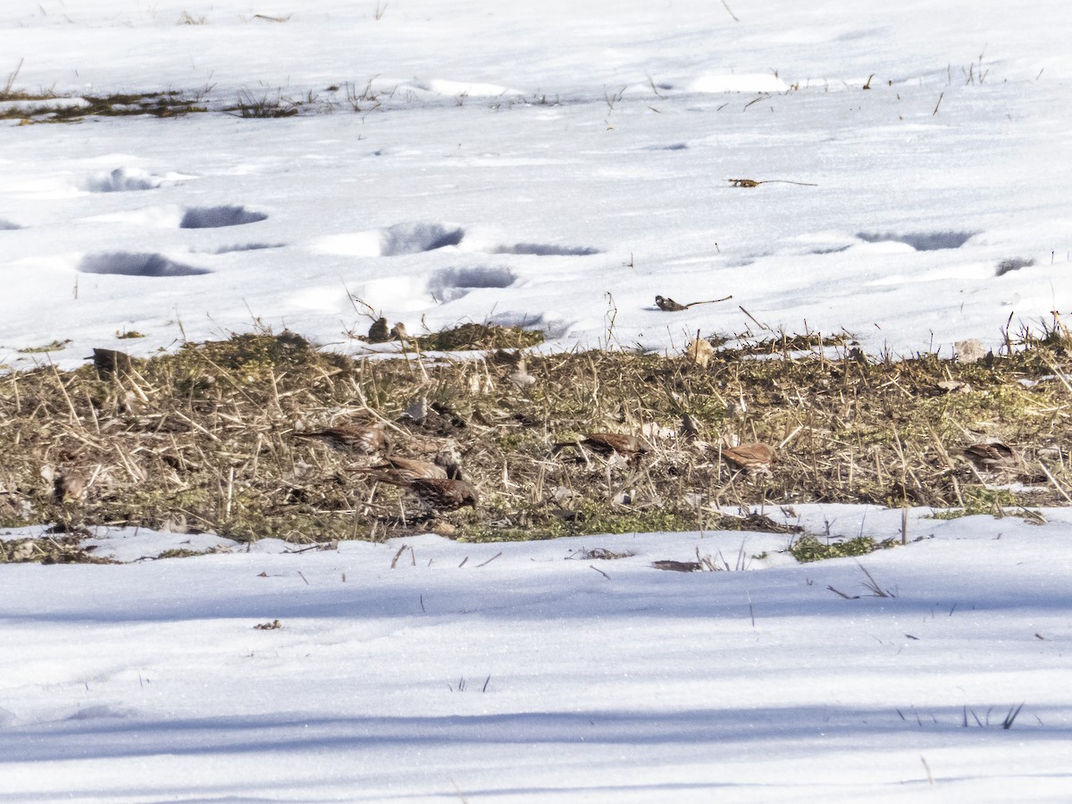 Fox Sparrow - ML305184791