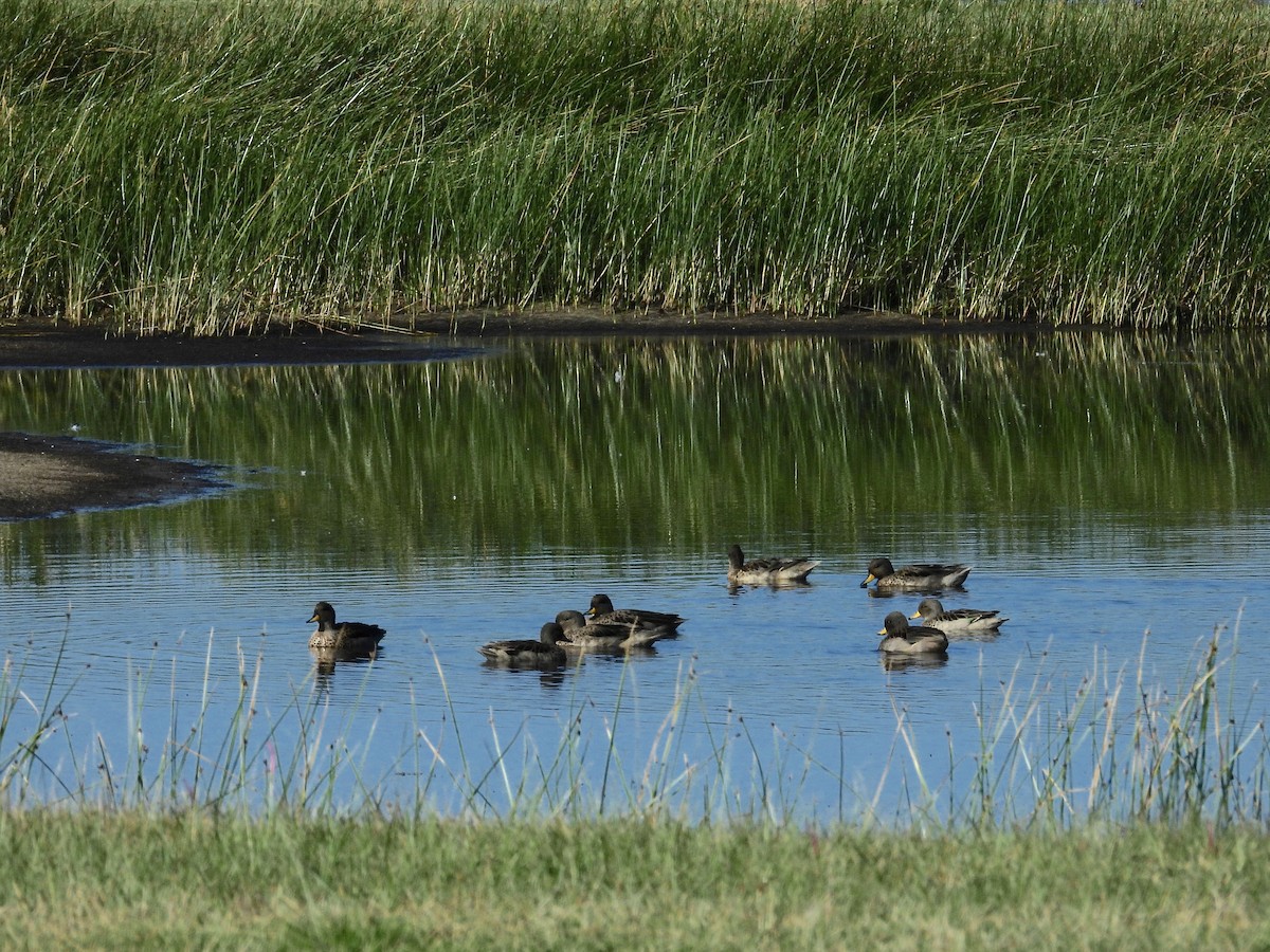 Yellow-billed Teal - ML305184941