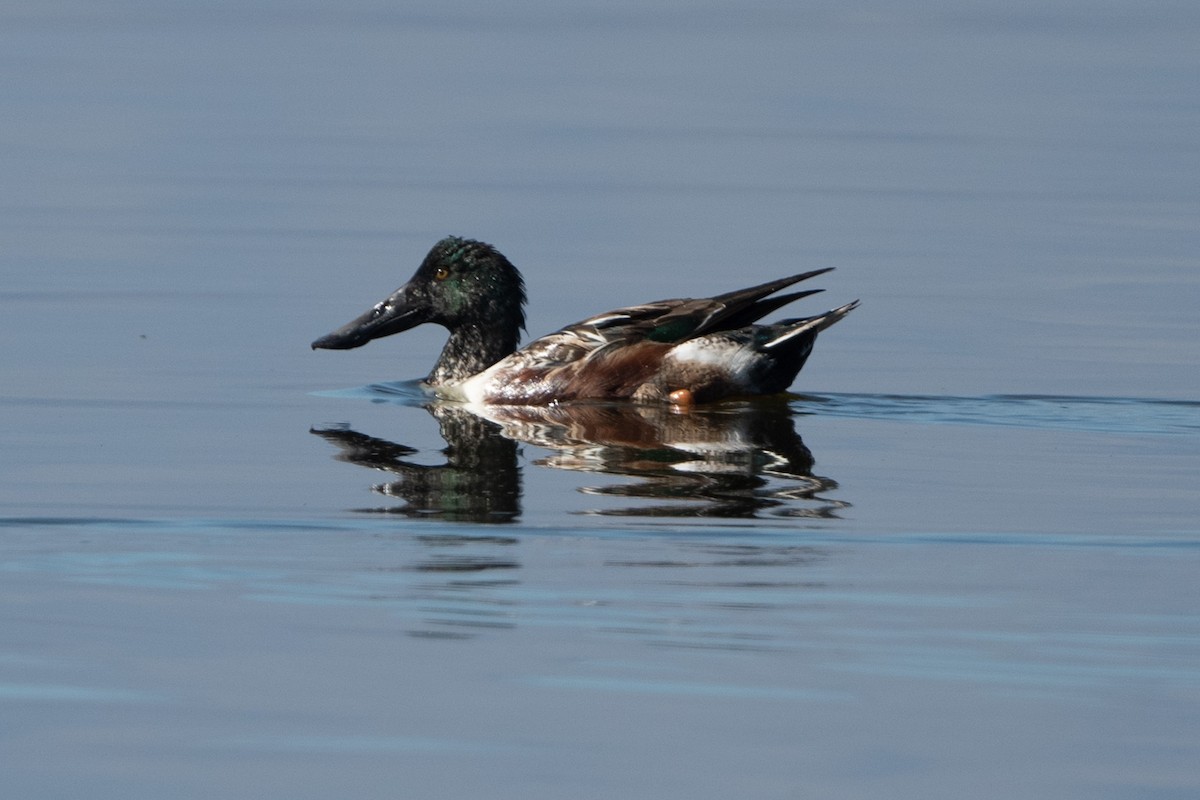 Northern Shoveler - ML305185241