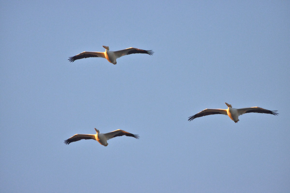 pelikán severoamerický - ML305185931