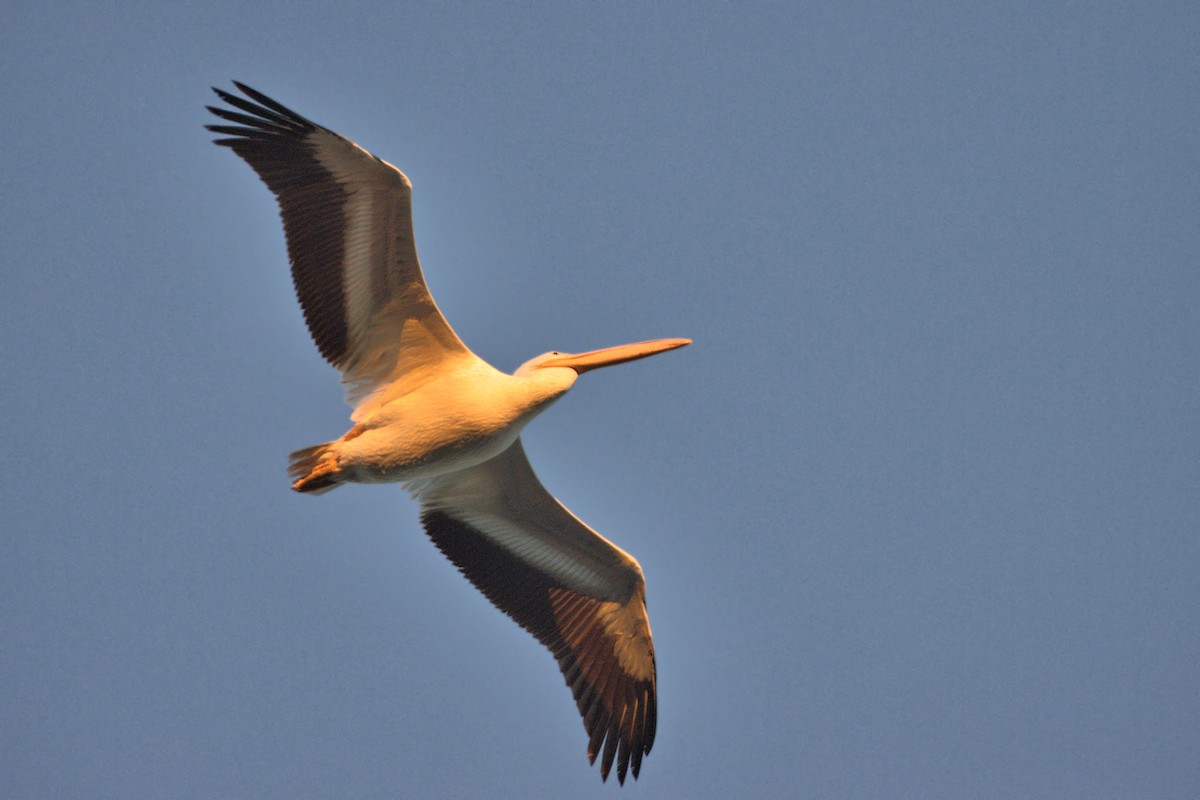 pelikán severoamerický - ML305185941