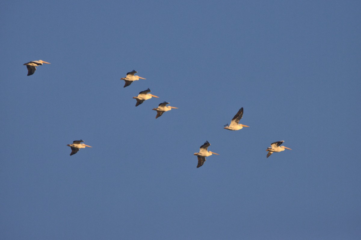 American White Pelican - ML305186001