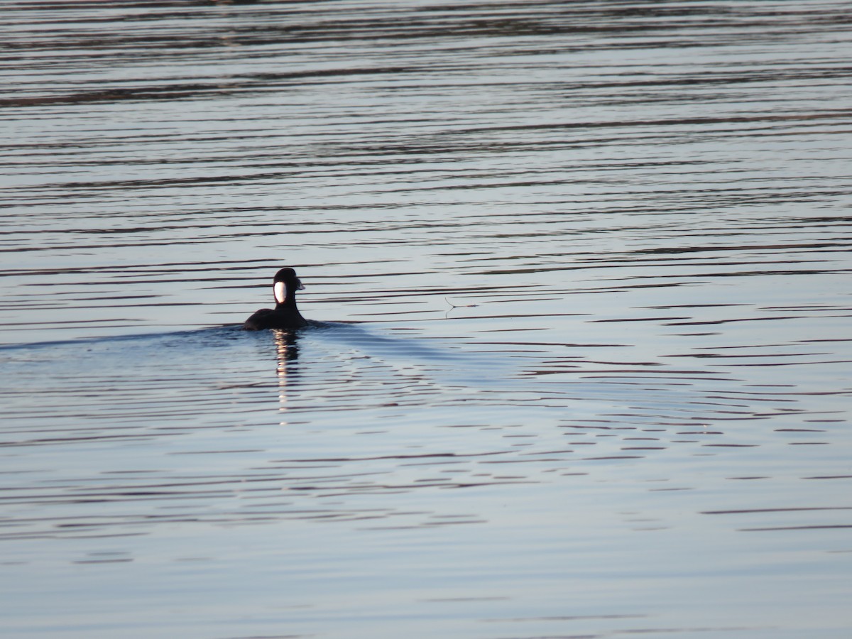 Surf Scoter - ML305188421