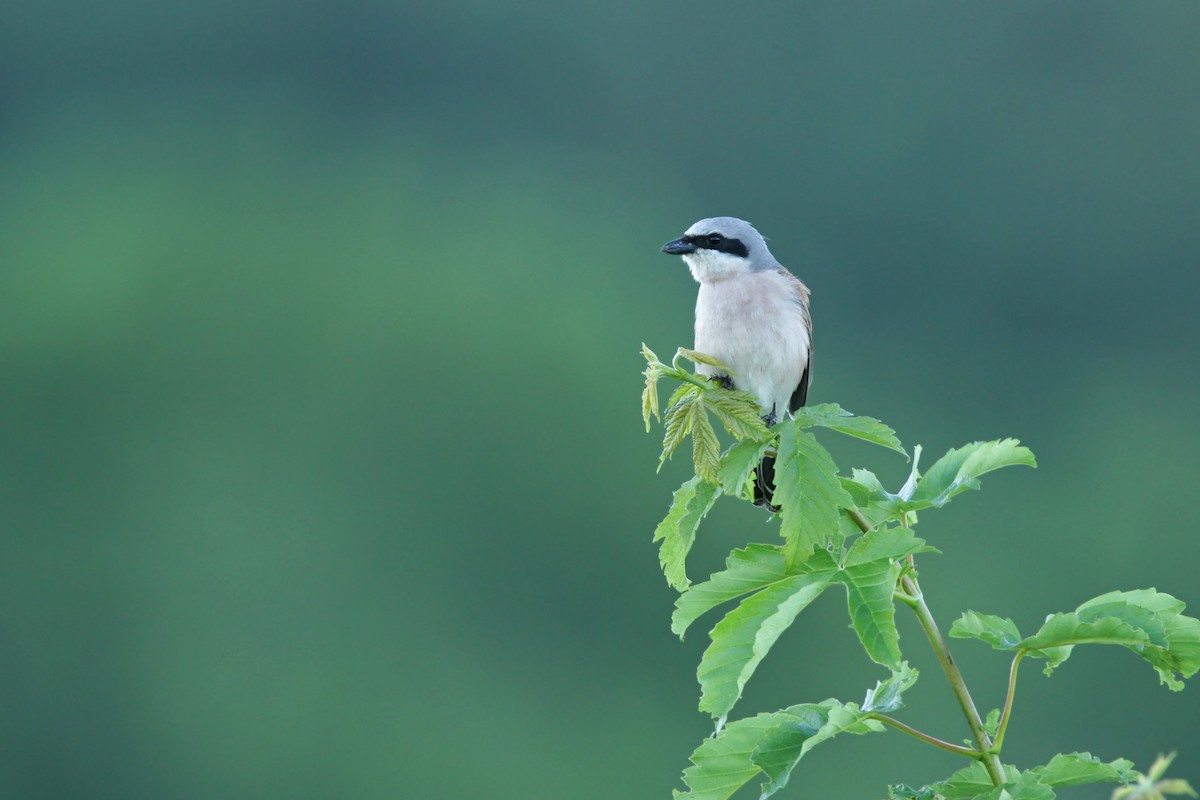 Red-backed Shrike - ML30518911