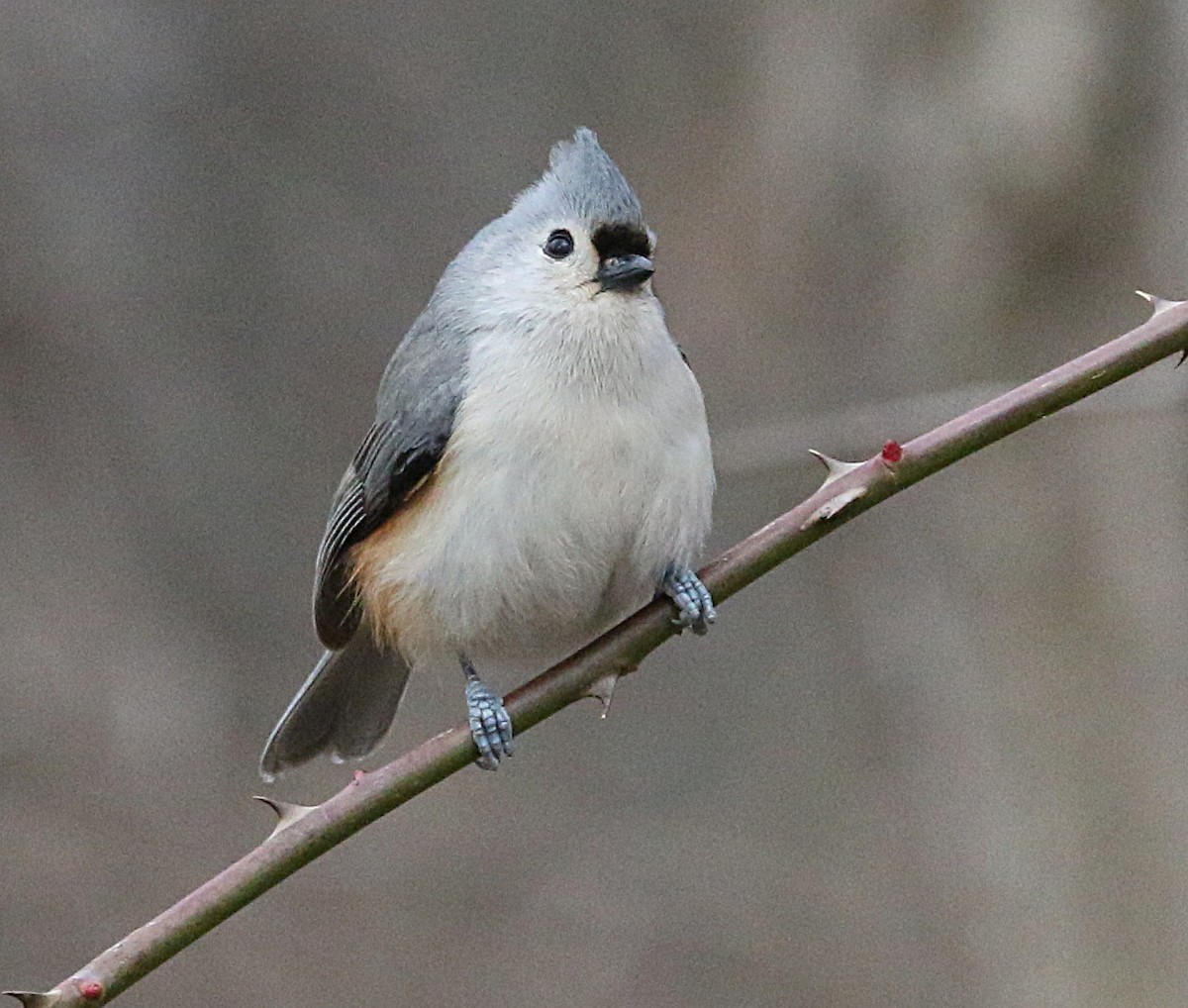 Tufted Titmouse - ML305189671