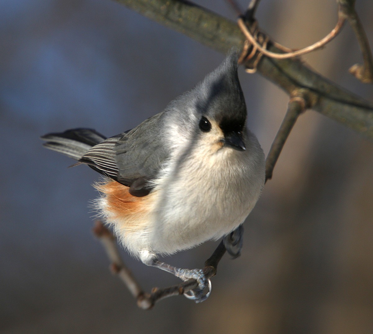 Tufted Titmouse - ML305189851