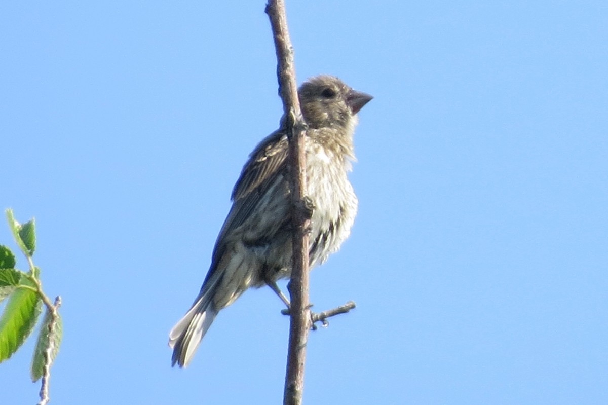 House Finch - ML30519051