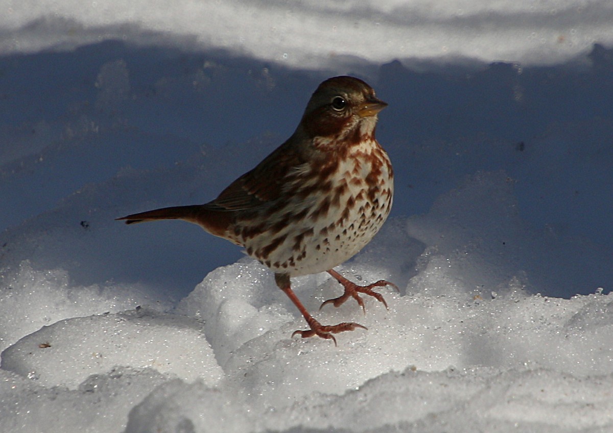 Fox Sparrow - ML305190581