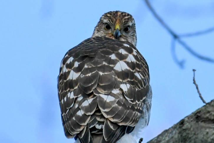 Cooper's Hawk - ML305192581