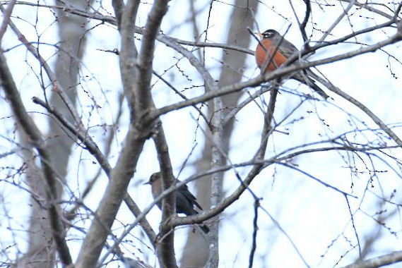 American Robin - ML305193211