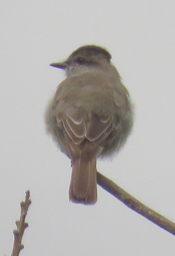 Crowned Slaty Flycatcher - ML305196441